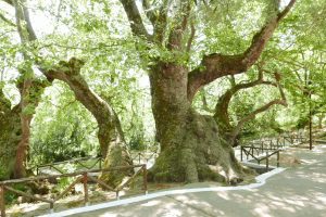 Vlatos Platan tree