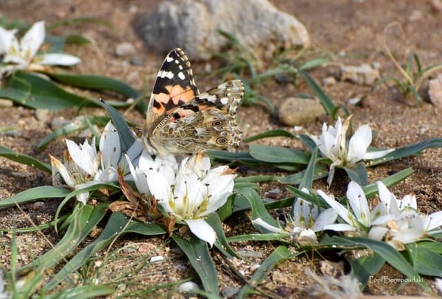 Endemic plants: androcymbium rechingeri