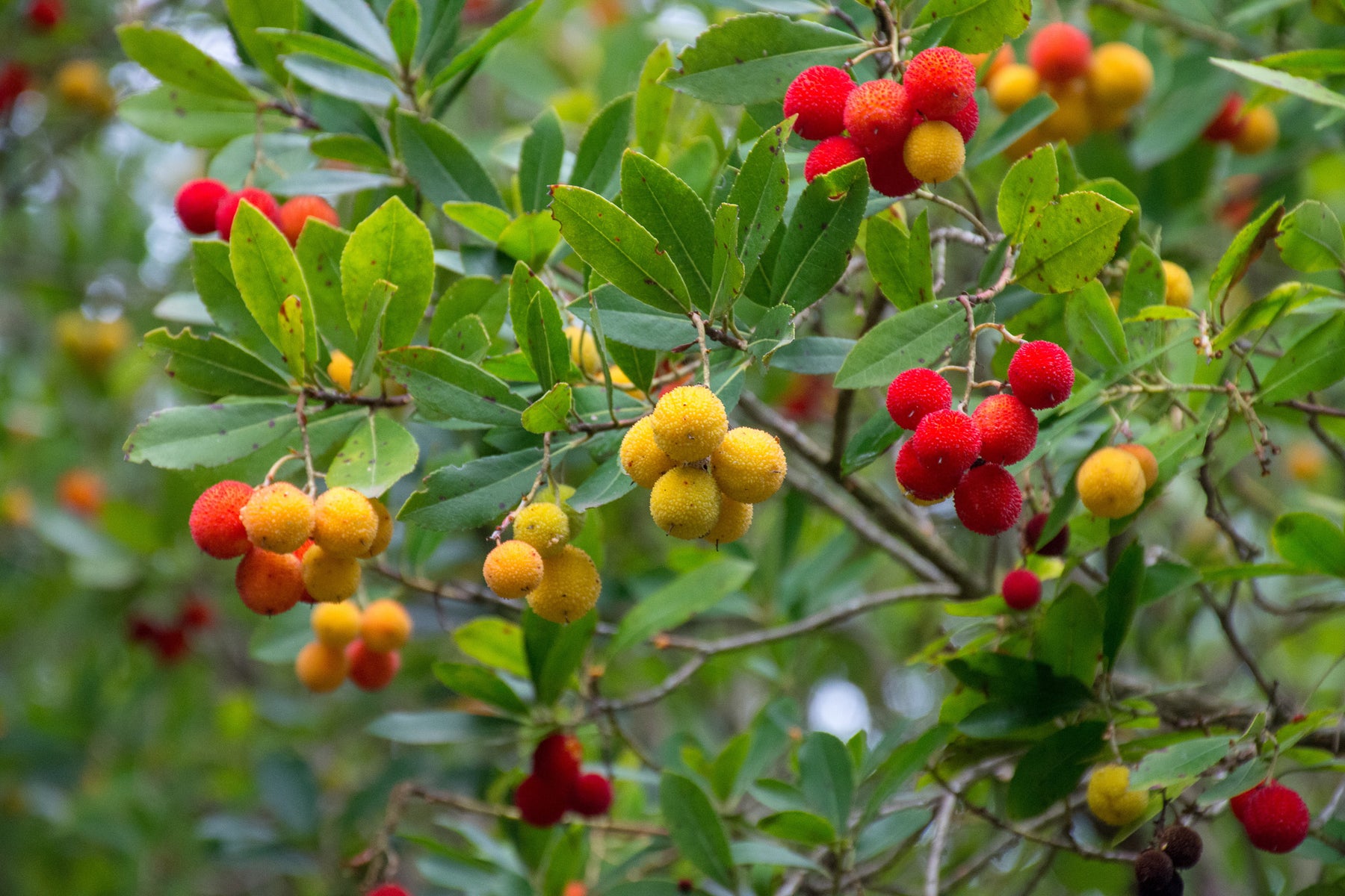 The strawberry Tree (arbutus unedo)