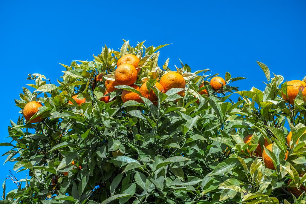 Mandarins flourishing in the top of a citrus tree