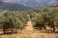 Private olive grove with ecological Tsounata olive trees